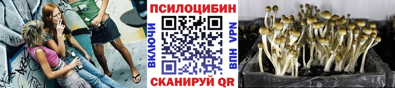 Галлюциногенные грибы Psilocybe  Владикавказ 